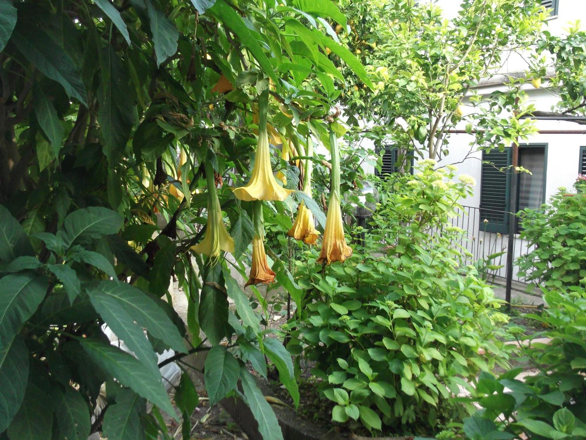 Vietri Le Mimose 빌라 외부 사진